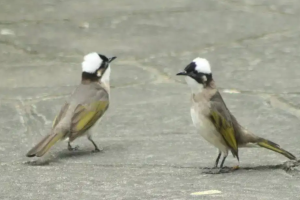 不同地域的同种鸟类像人类一样存在方言是什么