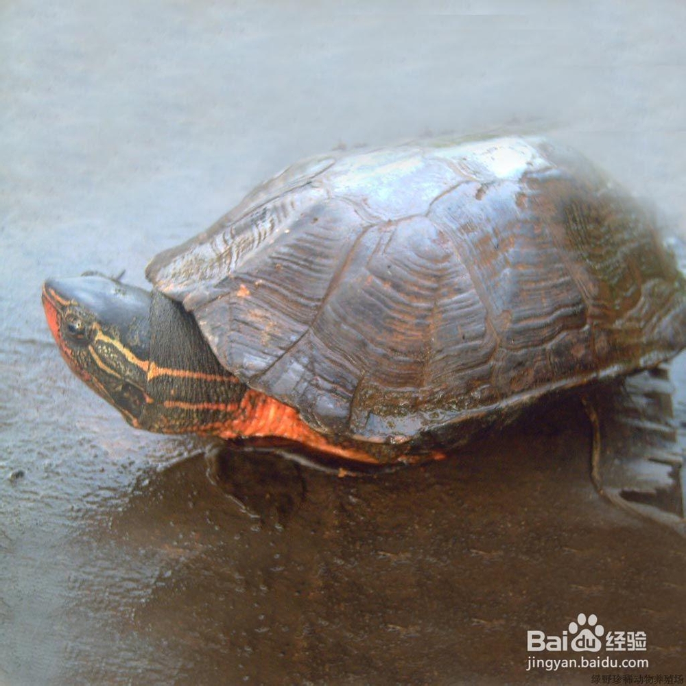 黑颈龟的简介，黑颈乌龟的养殖，广东草龟的繁殖