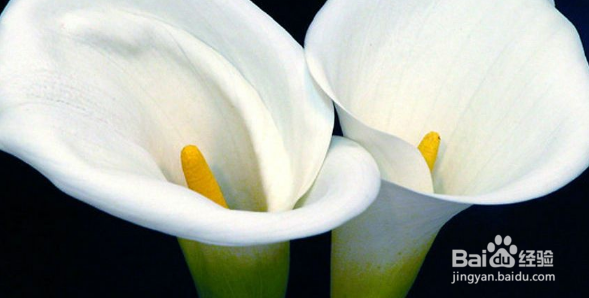 那些花卉对宠物有毒、怎么处理?(一)