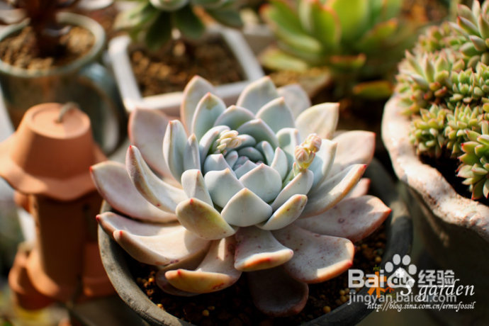 植物摄影小窍门+皮神山大王记