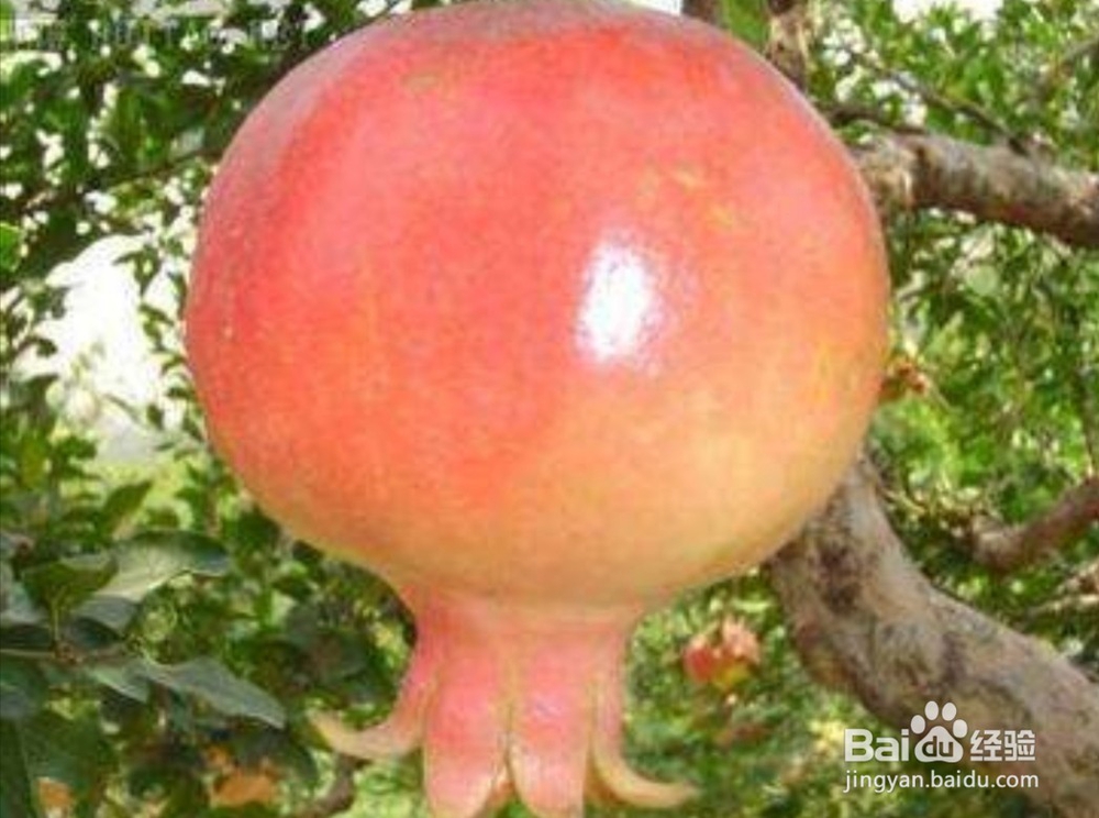 水果你该吃这个？