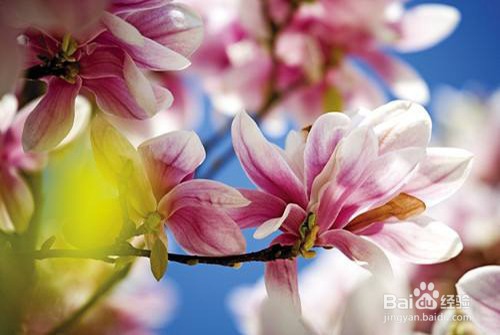 木兰的家庭养殖方法