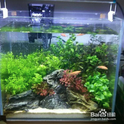 如何去除绿藻不伤害水草