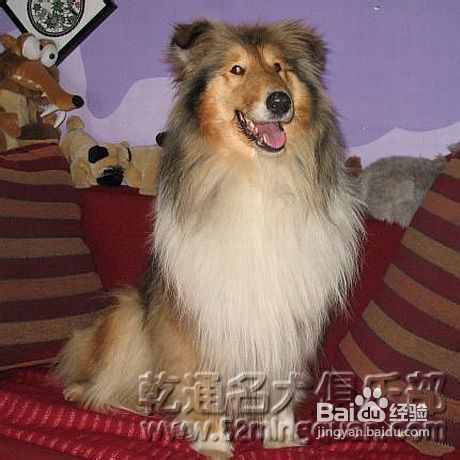 苏格兰牧羊犬价格苏格兰牧羊犬多少钱