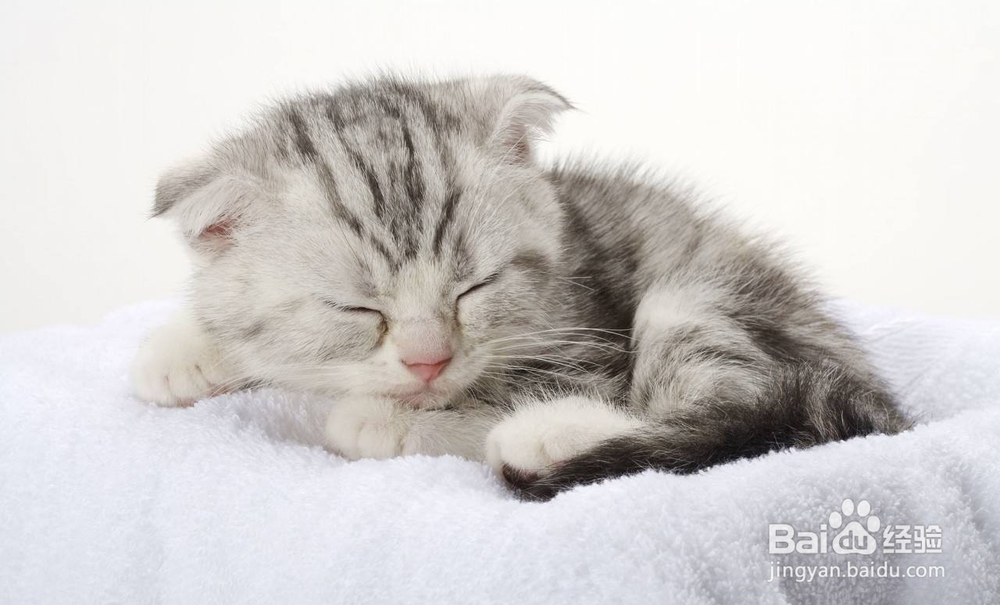 折耳猫应该怎么养?