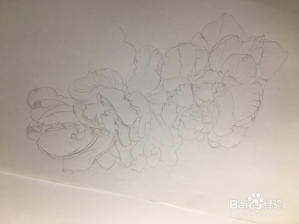 月季花的画法 月季简笔画 三朵月季的线描画教程