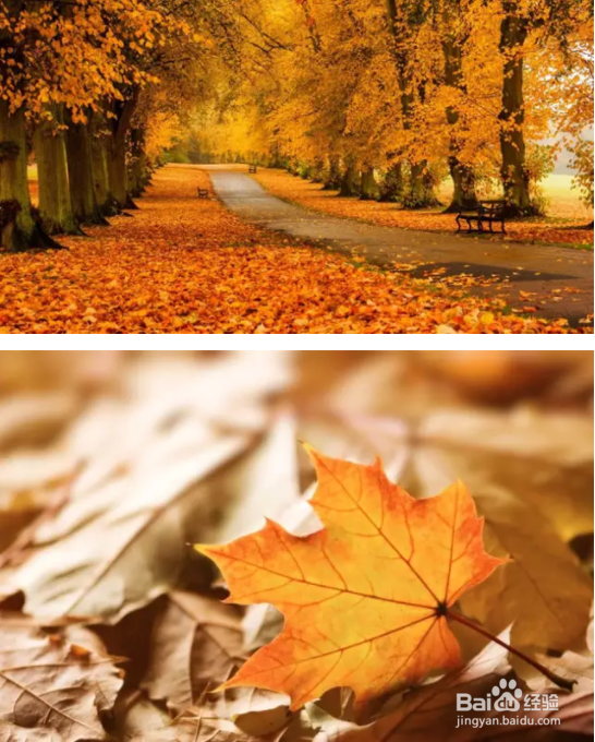 秋季如何拍出好照片？看完这篇文章你就全懂了！