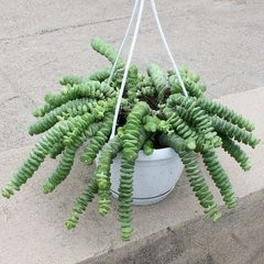 多肉植物钱串怎么养