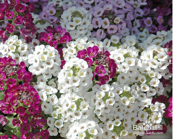 香雪球种植方法？