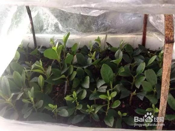 花谢后，剪下“花后枝”，插土里，来年花满盆！