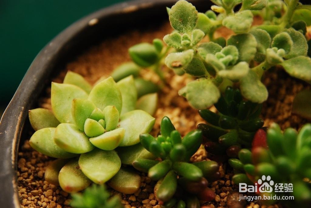 怎么养活多肉植物