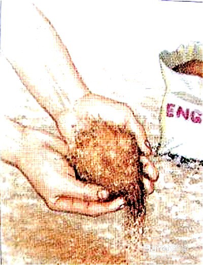 大丽花种植时间和方法