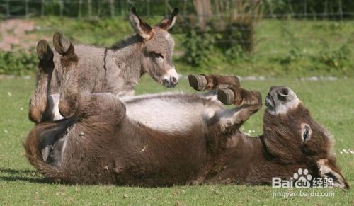 致敬母亲节 盘点有爱的动物亲子照 百度经验