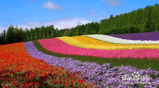 富良野美瑛一日游攻略