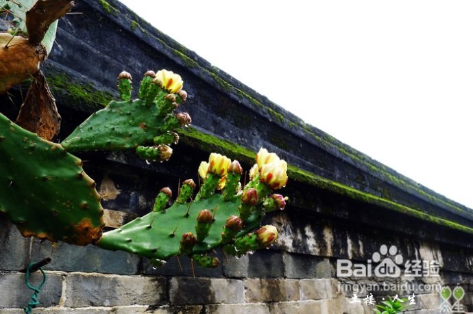 66@365【洪坑】土楼精华一日游