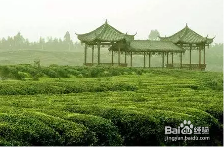 怎么识别茶叶好坏