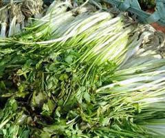 吃对野菜可治病