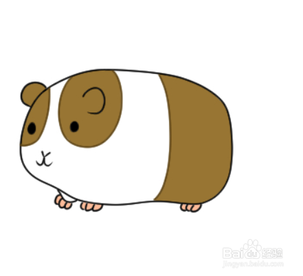荷兰鼠简笔画图片