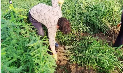 皂角树苗怎么培育