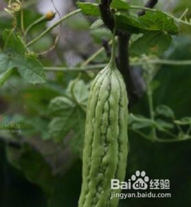 夏季减肥吃什么 苦味菜清热瘦身