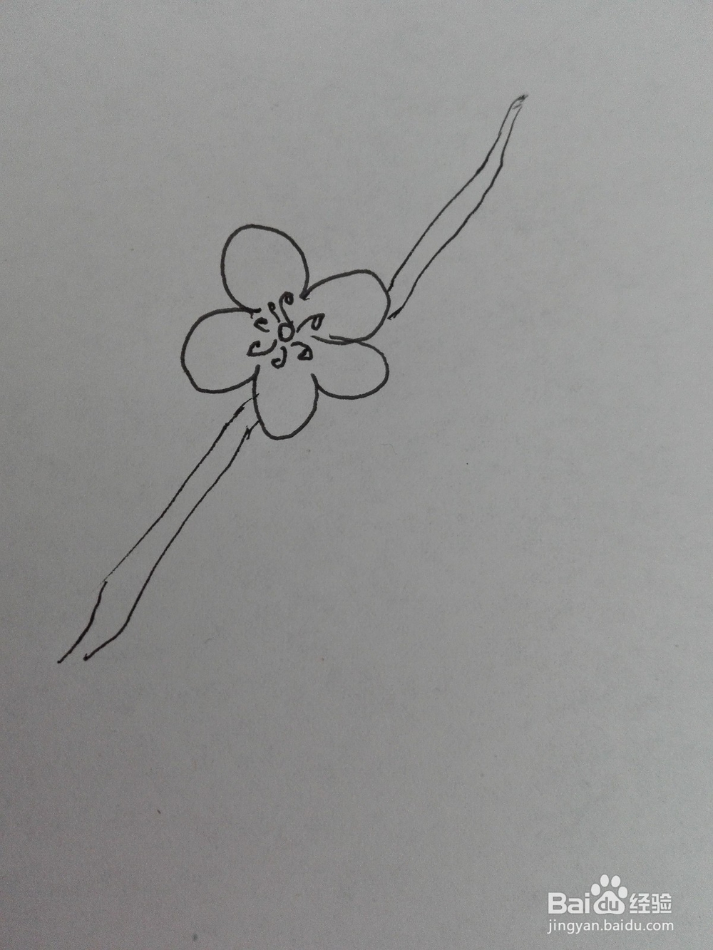 梅花的简笔画