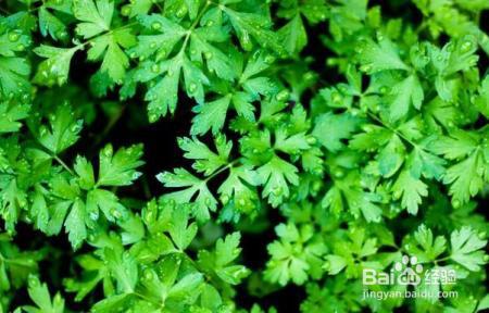 这四种植物万万不能错过,长得好看,炒菜必用,超值!