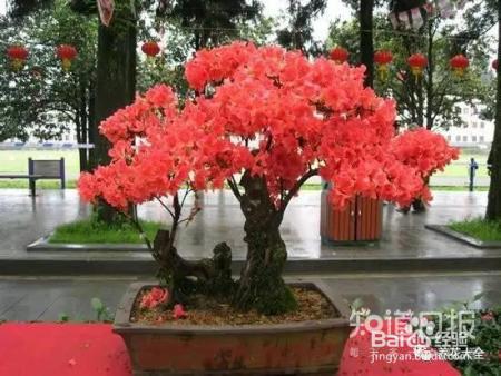 这些花那么好看，却总被你养死，怎么回事