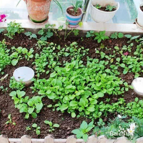 在阳台种植蔬菜应该怎样施肥