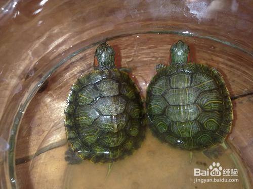如何养一只小乌龟