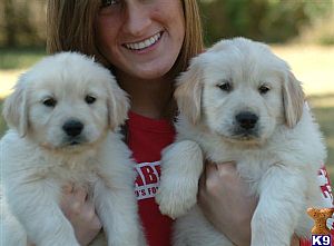 金毛犬得了脑膜炎治疗方法