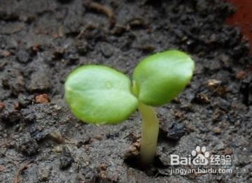 怎样种太阳花的种子