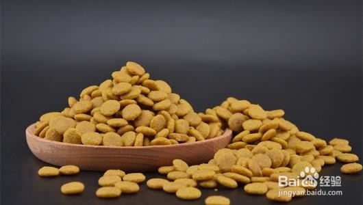 在家饲养小泰迪要注意什么？