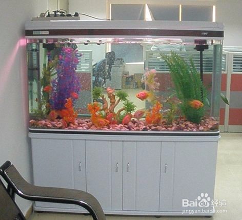 ​水族箱的置景材料和配景材料各有哪些