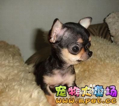 如何挑选吉娃娃