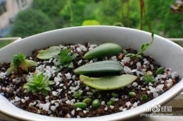 玉树老桩枝扦插生根最快方法