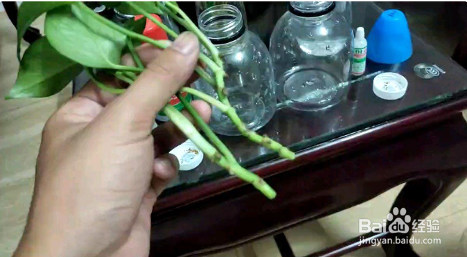 水养绿萝怎么养才长得好
