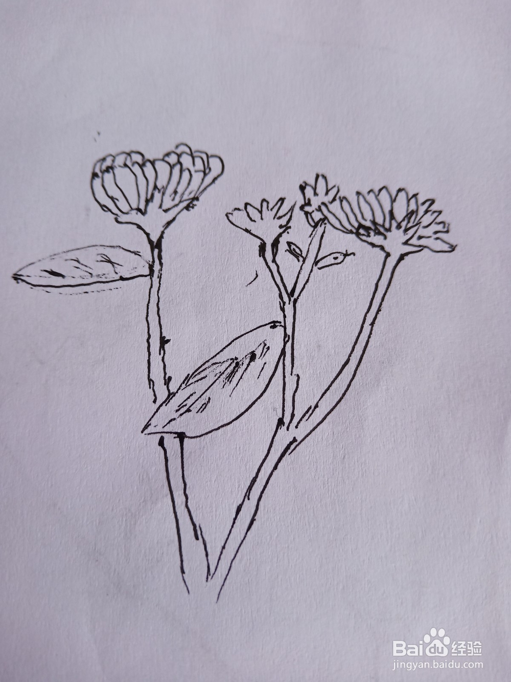 花朵与蝴蝶简笔画①