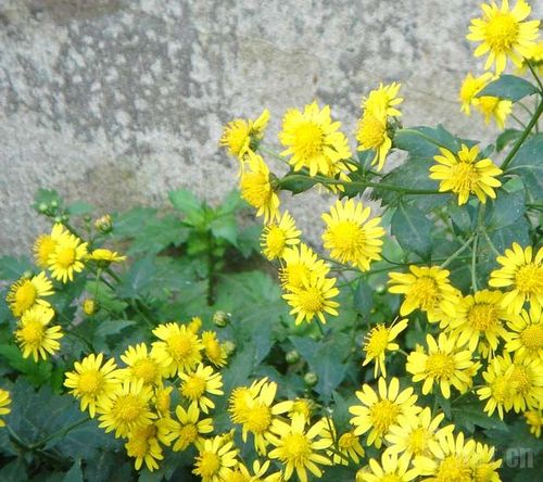 孕妇上火感冒怎么办