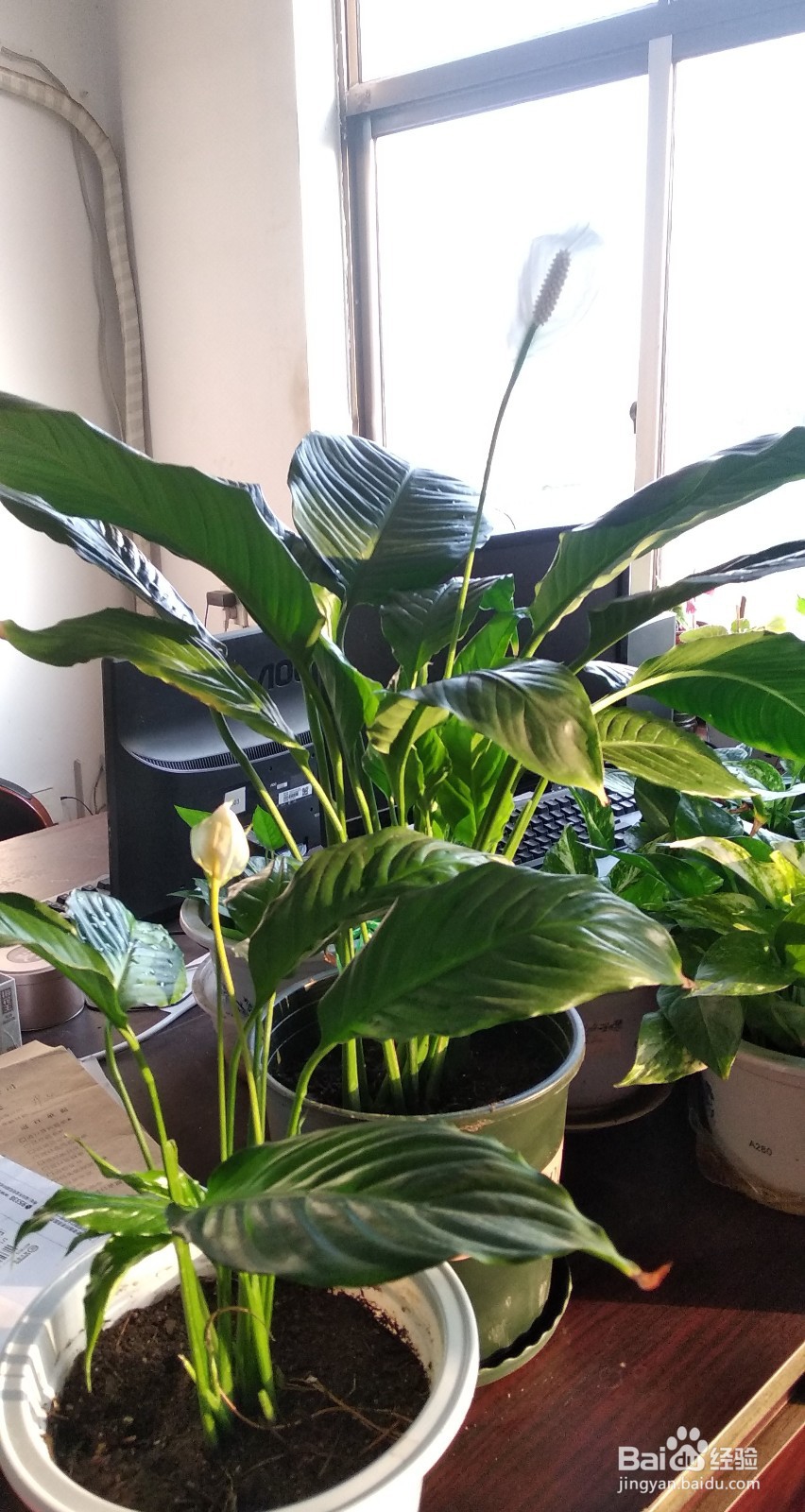 一帆风顺的繁殖