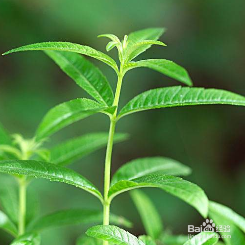 香草的养殖方法和养殖技巧