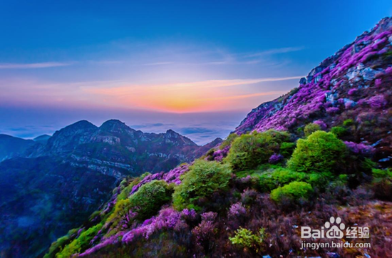 大黑山杜鹃花海怎么走