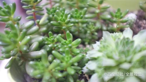 多肉露养下雨了怎么办 百度经验