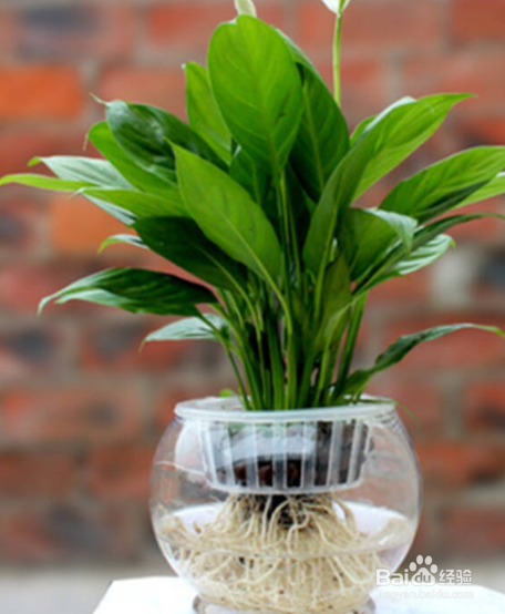 鲜花泡水里面怎样保存