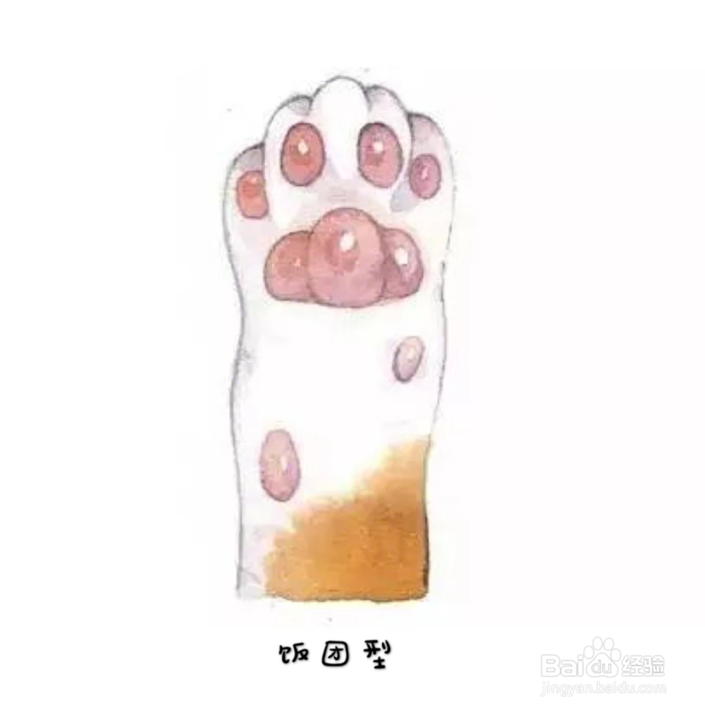 从猫咪的jio上查看它的性格特征!