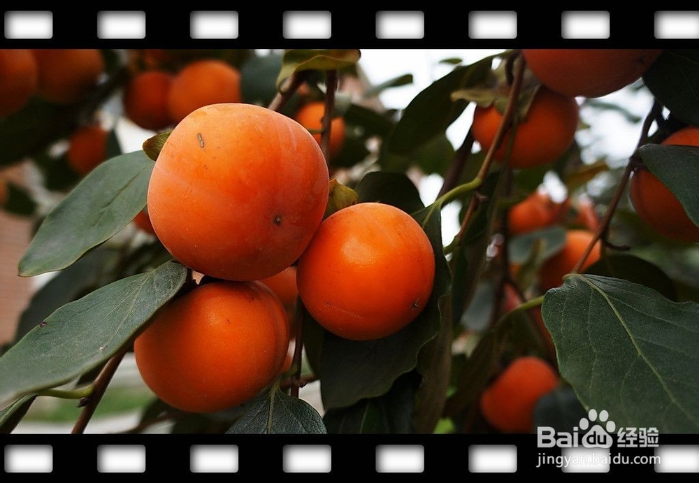 在农村家里自制柿饼