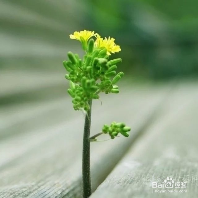 愿你自强到无需有人宠有人惯