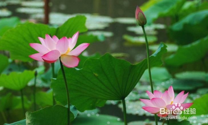 如何描写荷花的美