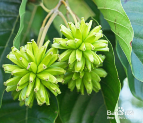 喜树的形态特征和繁殖技术是什么