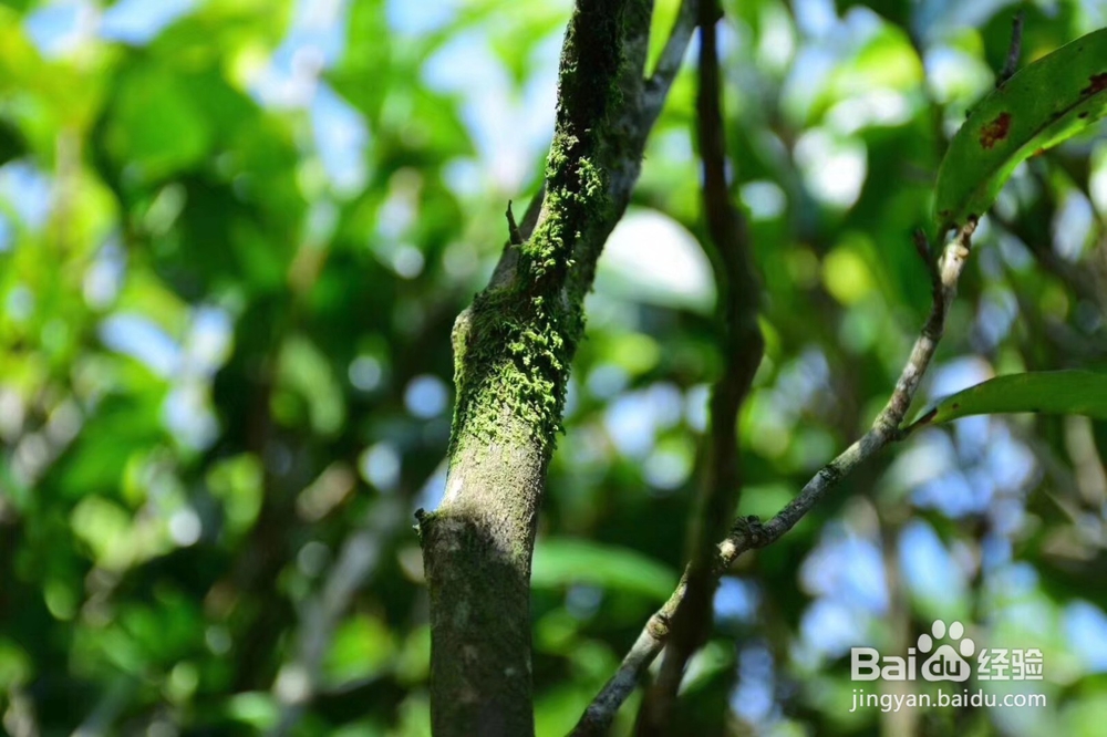 承宋单丛名贵古茶树如何人工护理