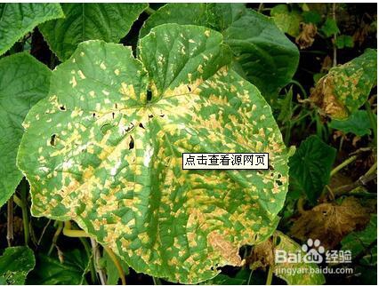 治疗哈密瓜细菌性角斑病看这里